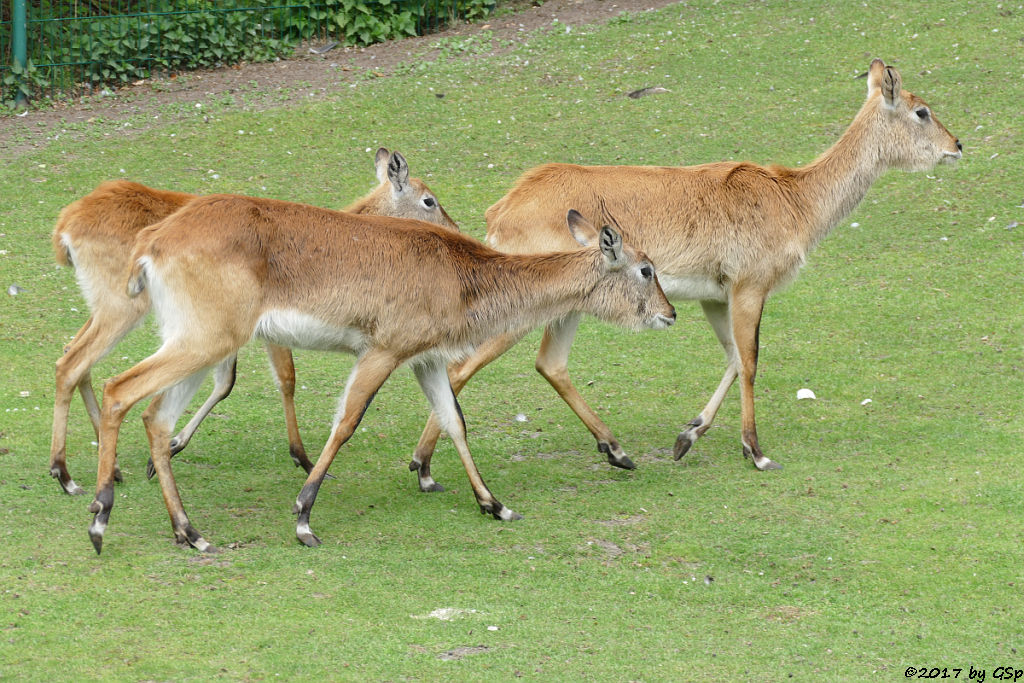 Kafue-Litschi (Letchwe, Kafue-Litschi-Wasserbock)