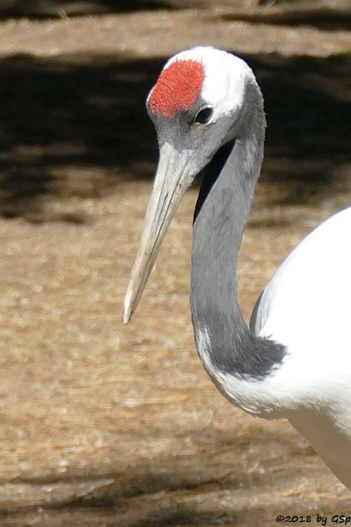 Mandschurenkranich (Rotkronenkranich, Japankranich)