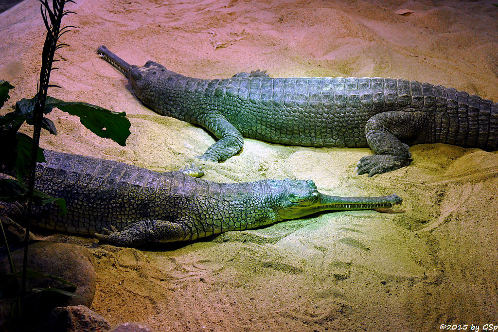 Ganges-Gavial