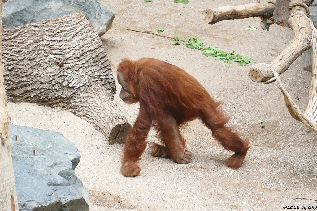 Sumatra-Orang-Utan