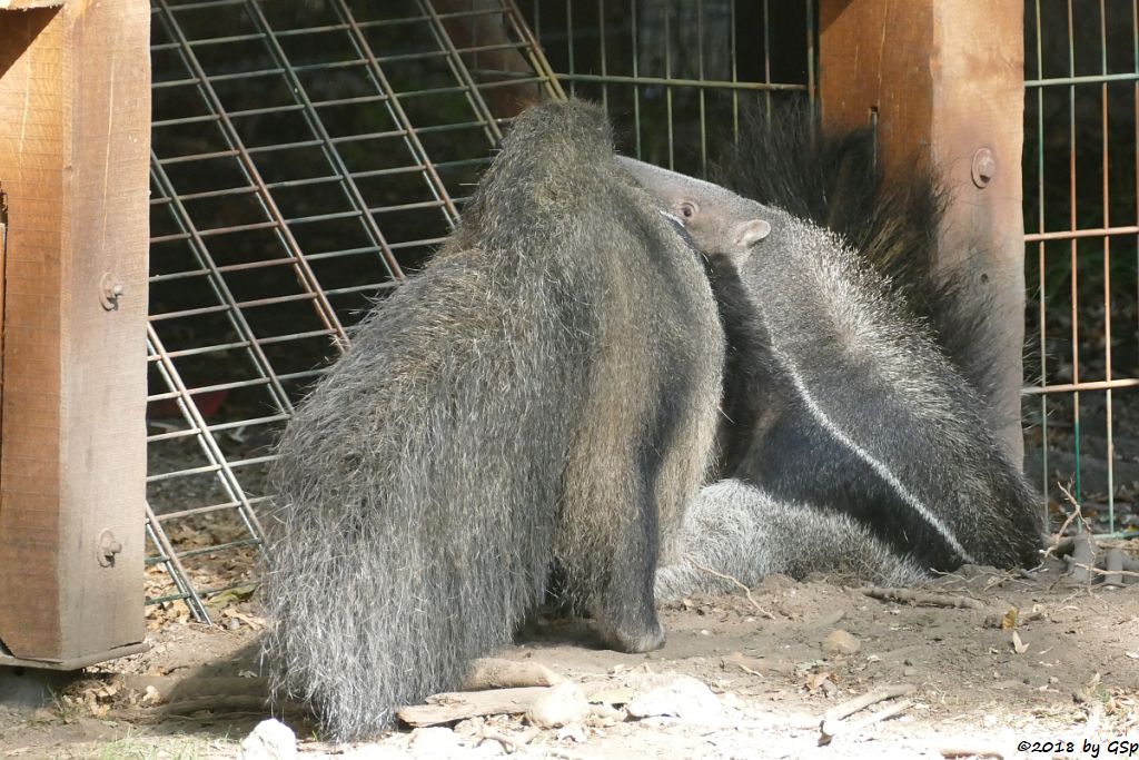 Großer Ameisenbär