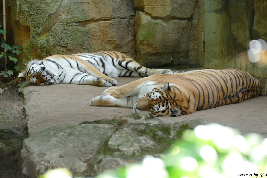 Amurtiger (Sibirischer Tiger, Mandschu-Tiger)