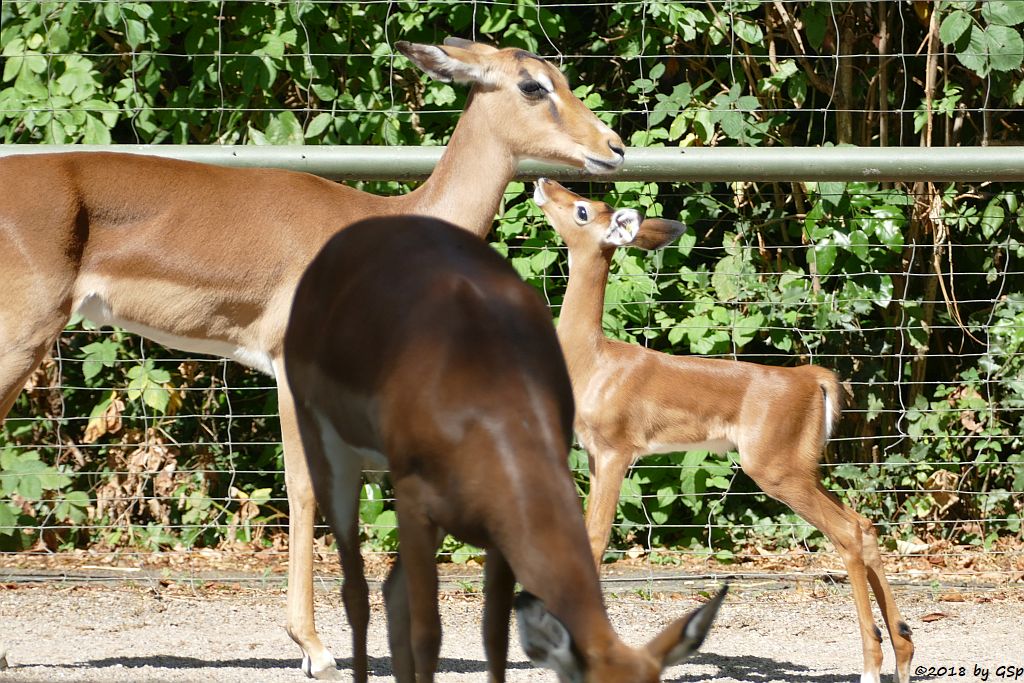 Gewöhnliche Impala (Schwarzfersen-Antilope), Jungtier geb. am 1.8.18