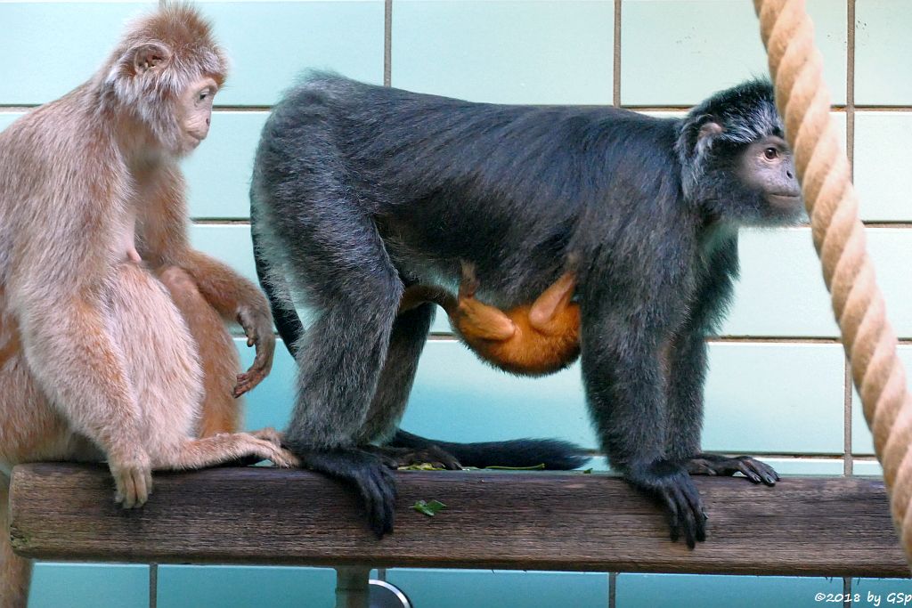 Schwarzer Haubenlangur (Javanischer Haubenlangur, Budeng)