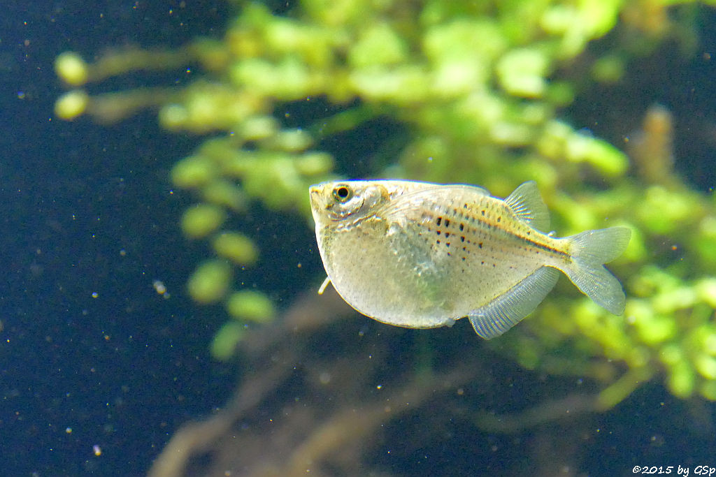 Gefleckter Beilbauchfisch