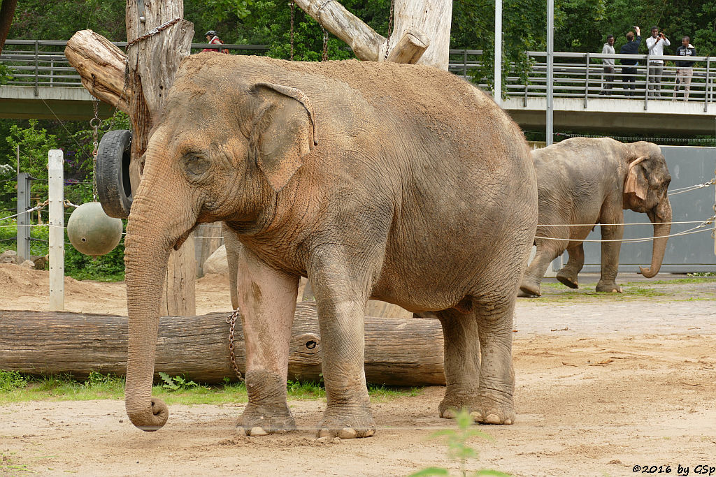 Asiatischer Elefant  SHANTI und NANDA