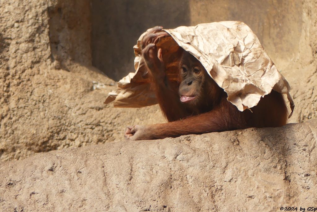 Sumatra-Orang-Utan