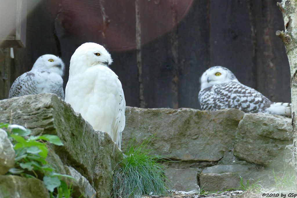 Schneeeule, Jungtiere geschl. im Mai 2020