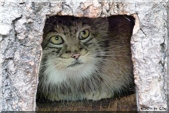 Manul