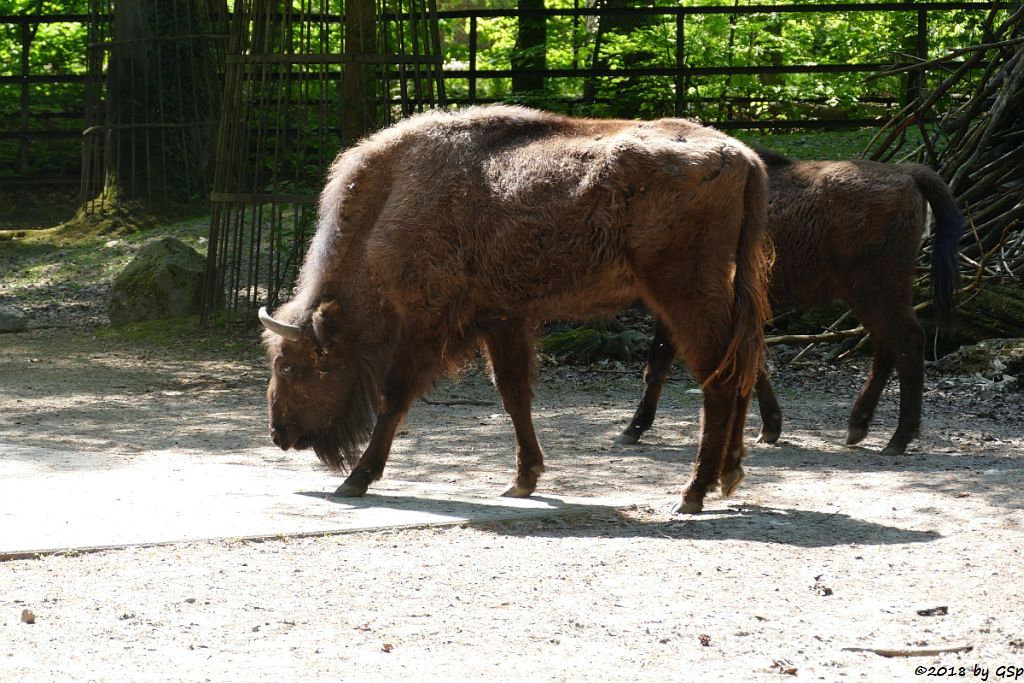 Wisent