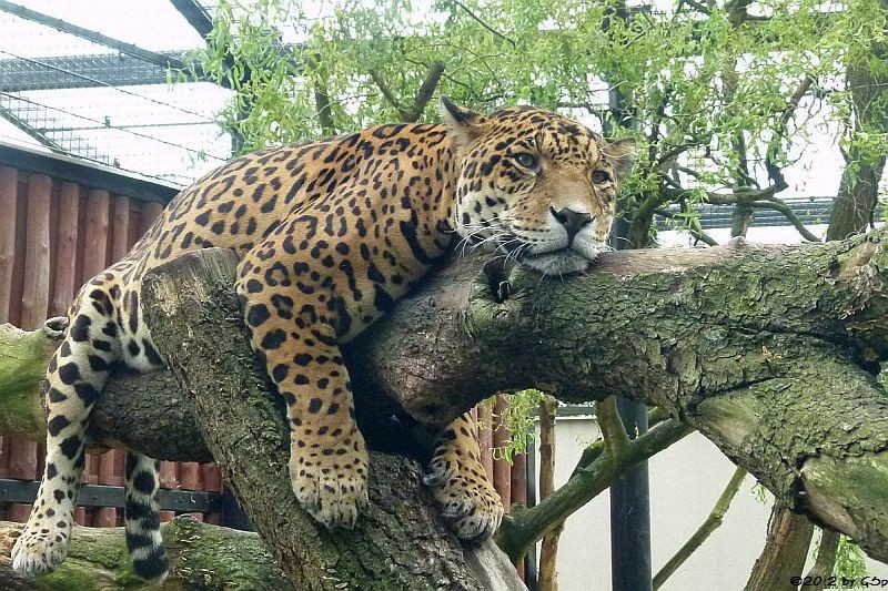 Jaguar