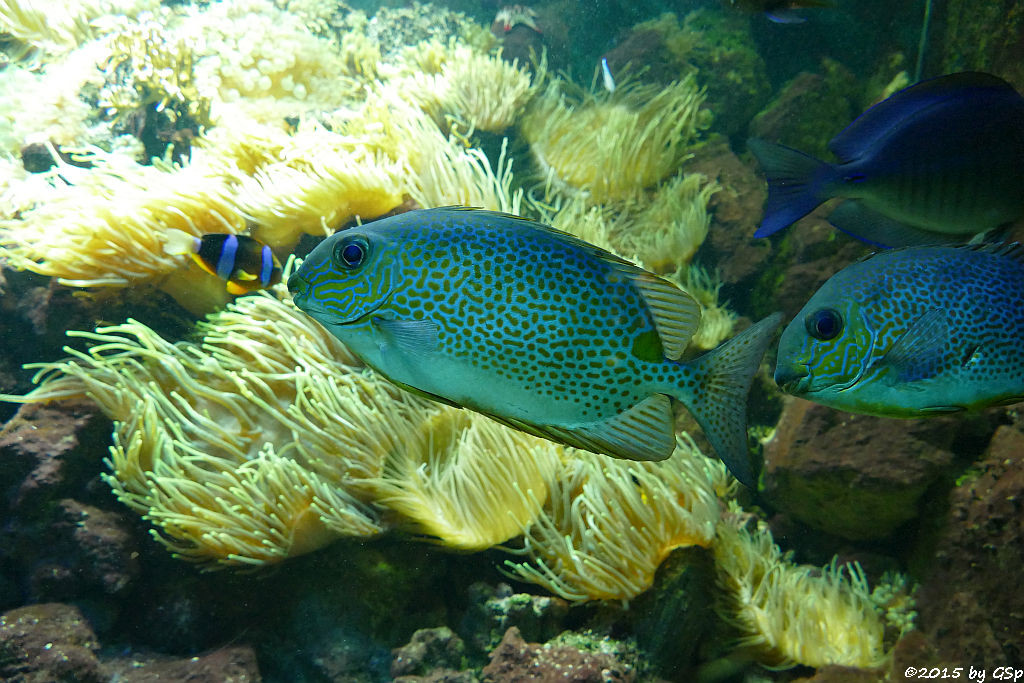 Gefleckter Kaninchenfisch