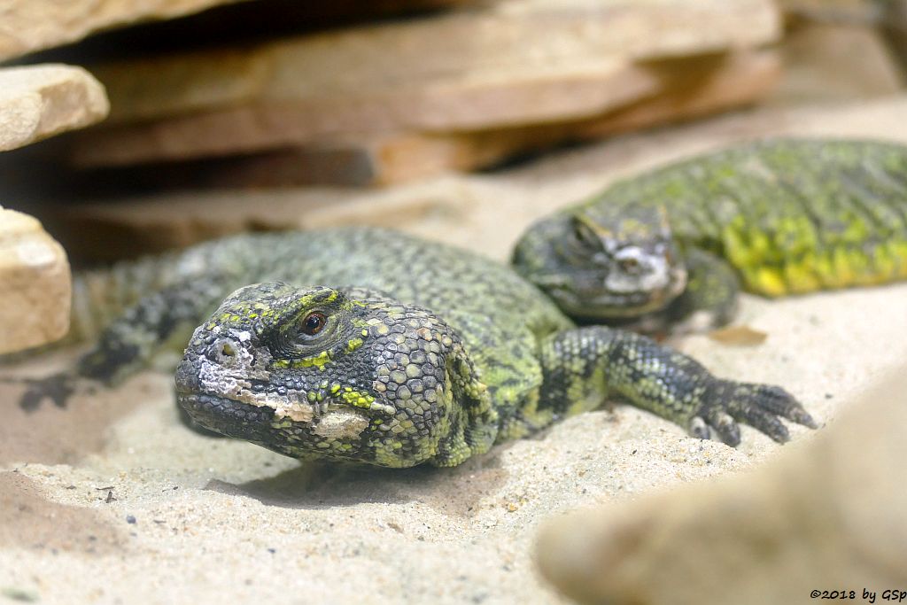 Nordafrikanischer Dornschwanz (Veränderlicher Schleuderschwanz)