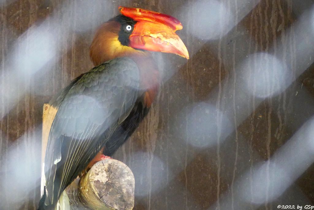 Luzon-Feuerhornvogel (Nördlicher Feuerhornvogel)