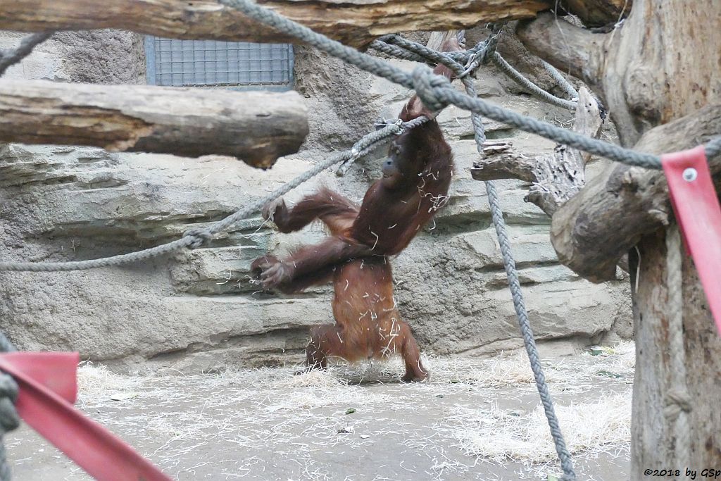 Sumatra-Orang-Utan INDAH, SAYANG