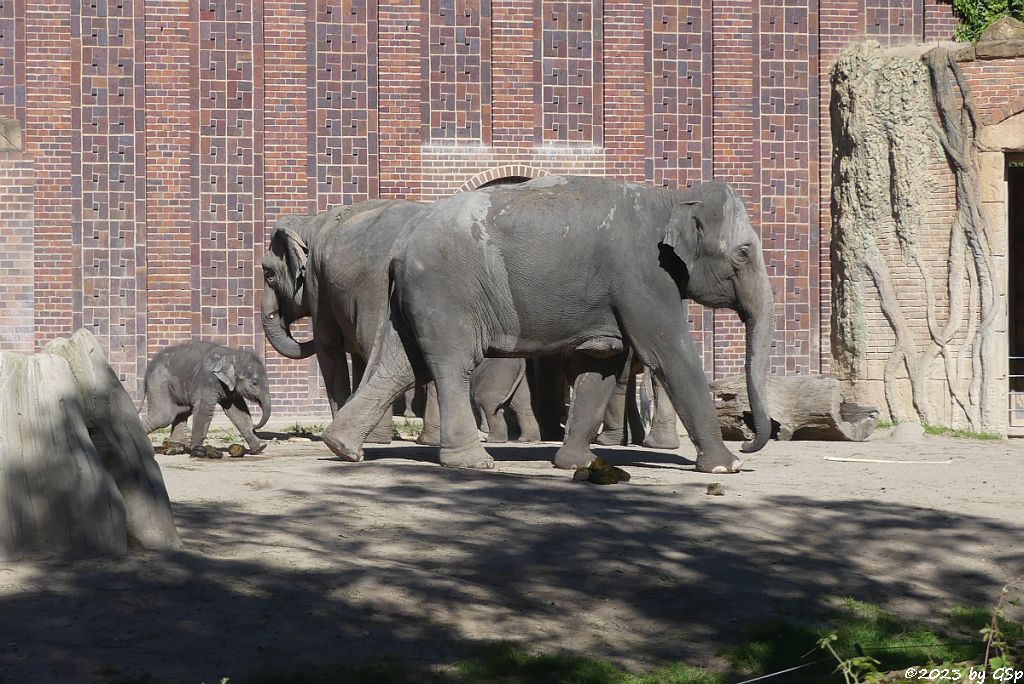 RANI mit SAVANI, THUZA, BẢO NGỌC