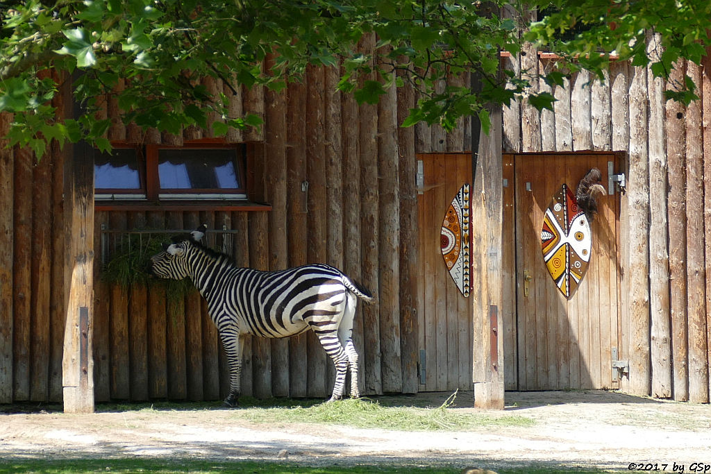 Böhm-Steppenzebra (Grant-Zebra)