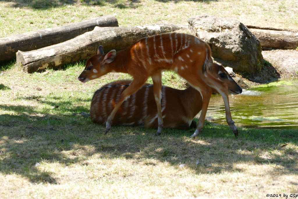 Westliche Sitatunga, Jungtier geb. 16.05.19