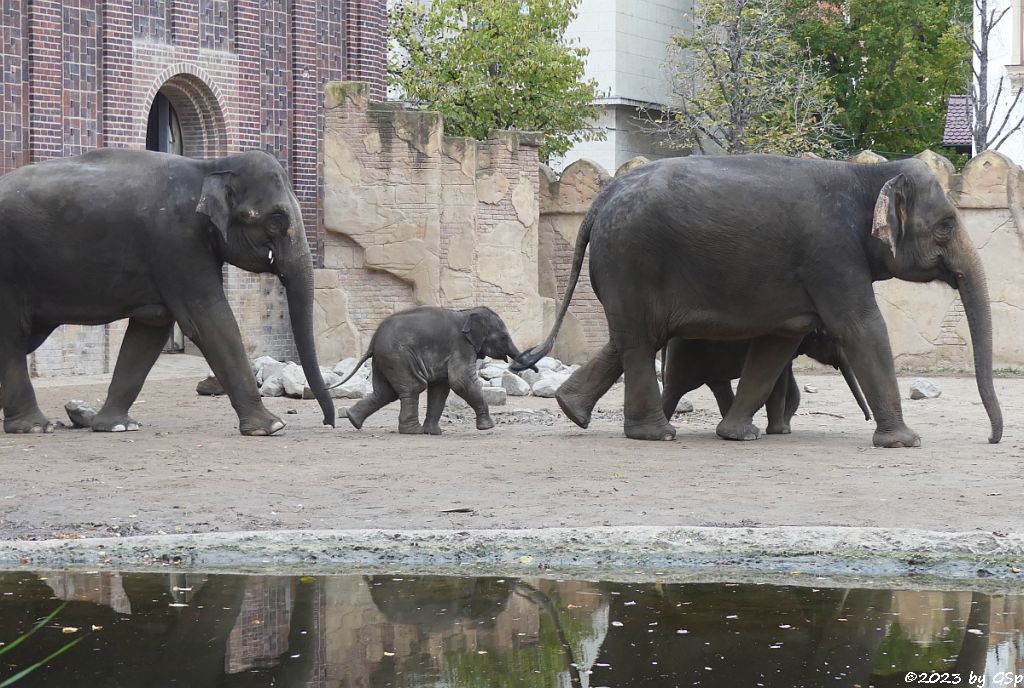 RANI mit SAVANI, THUZA, BẢO NGỌC