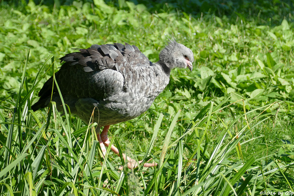 Halsband-Wehrvogel (Schopfwehrvogel, Tschaja)