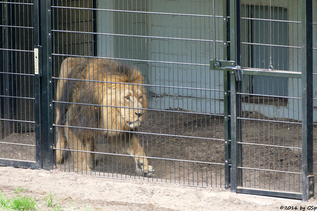 Asiatischer Löwe TEJAS