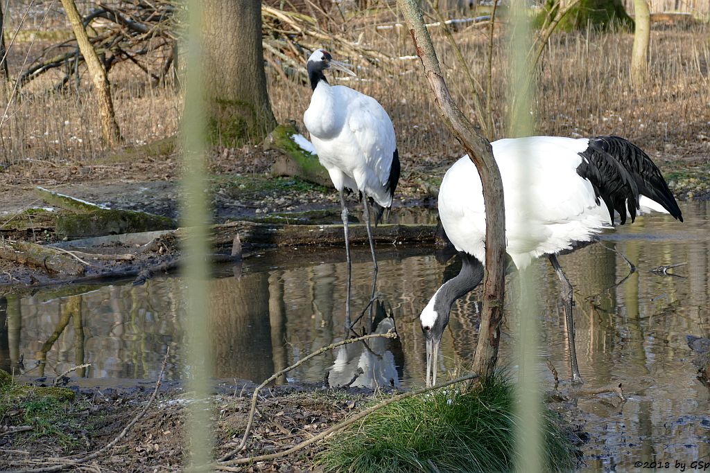 Mandschurenkranich (Rotkronenkranich, Japankranich)