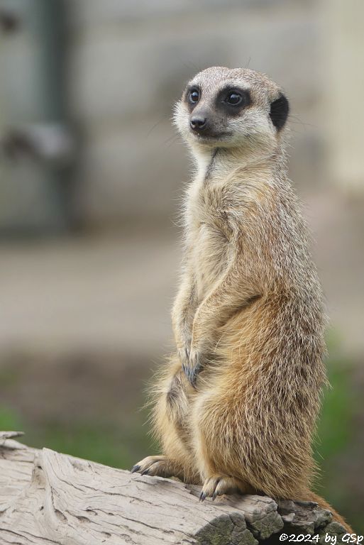 Zoo Halle: Erdmännchen (Surikate)