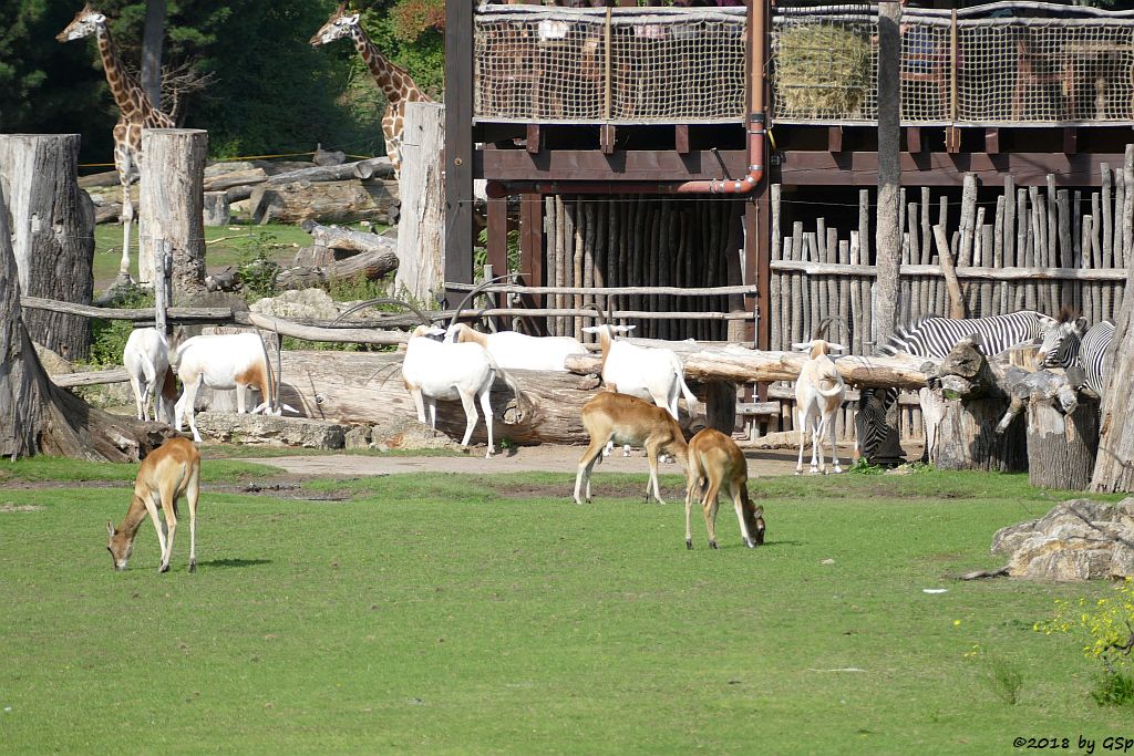 Weißnacken-Moorantilope (Mrs. Grays Wasserbock), Säbelantilope, Grévy-Zebra, Rothschildgiraffe (Uganda-Giraffe, Baringo-Giraffe)