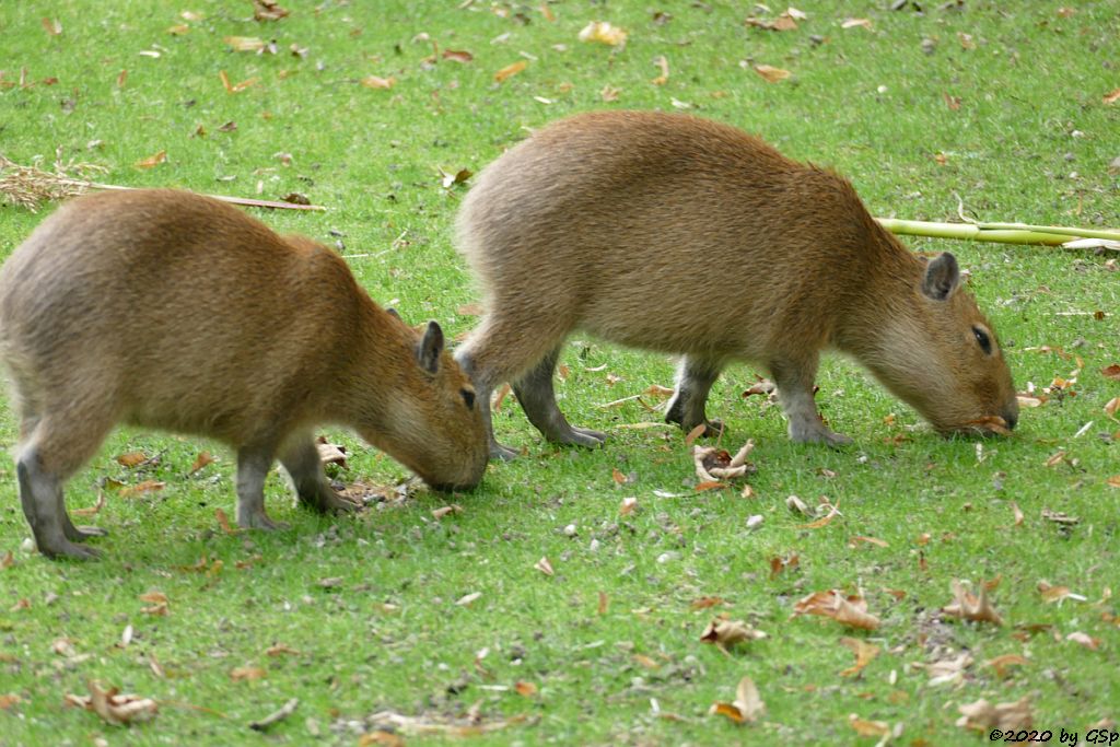 Wasserschwein (Capybara)