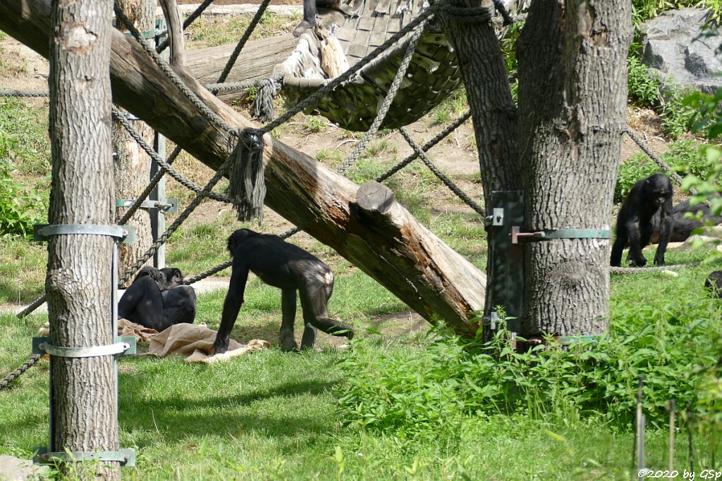 Bonobo (Zwergschimpanse)