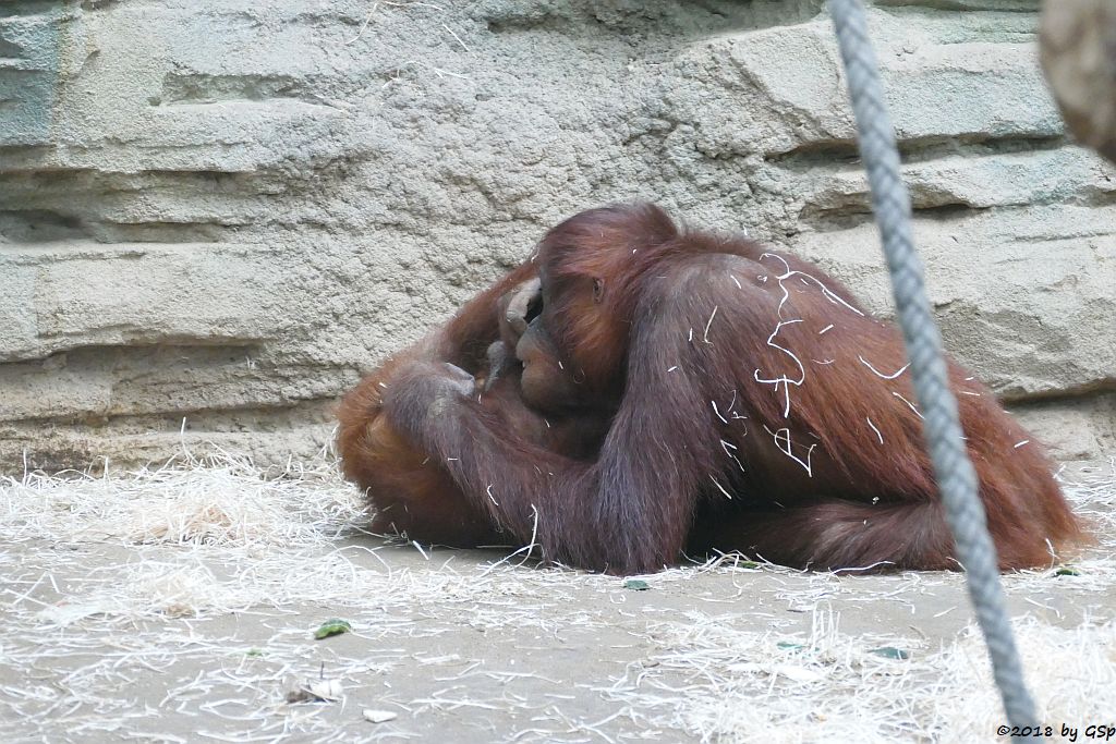 Sumatra-Orang-Utan SAYANG, INDAH