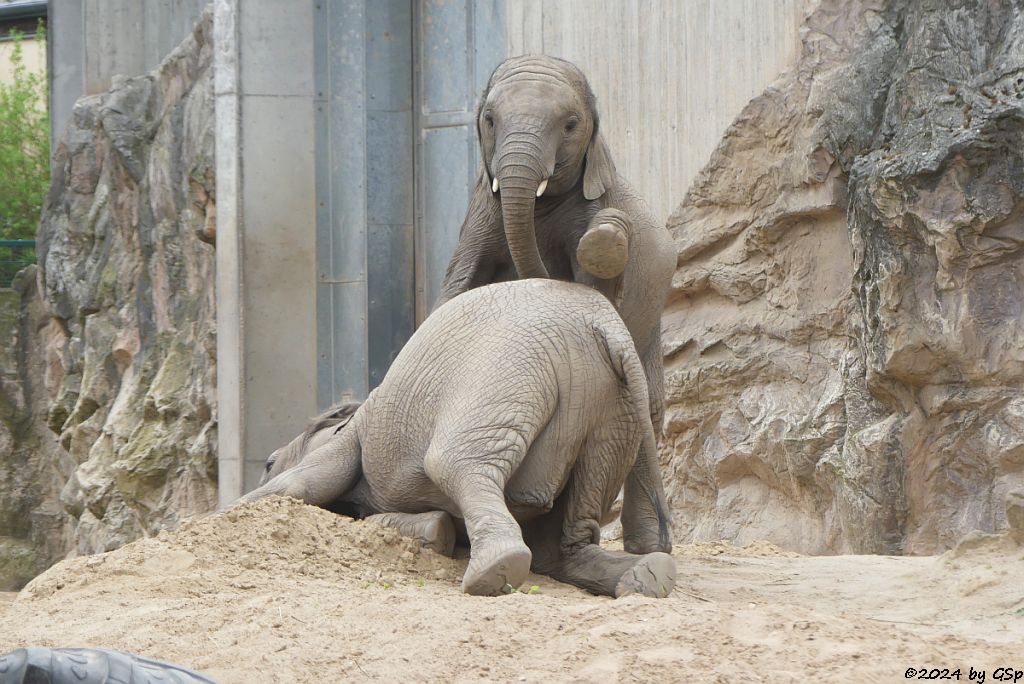 Elefanten Zoo Halle: TAMIKA, ELANI