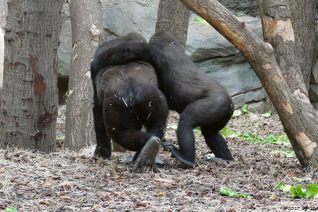 Flachlandgorilla QUEMBO und SAWA