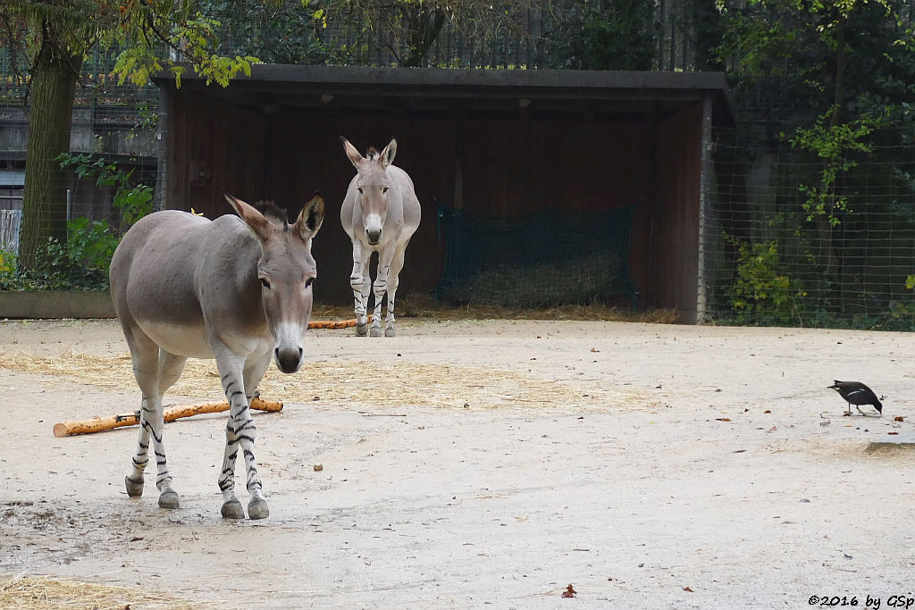 Somali-Wildesel