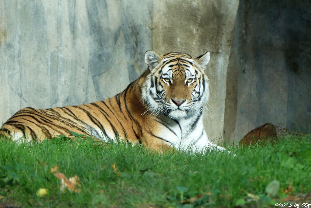 Amurtigerin (Sibirische Tigerind, Mandschu-Tigerin) YUSHKA
