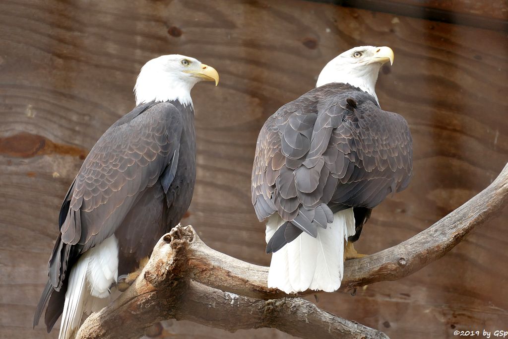 Weißkopf-Seeadler