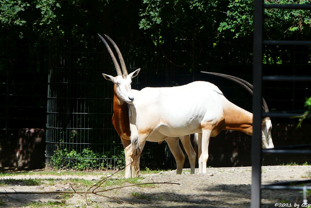 Säbelantilope