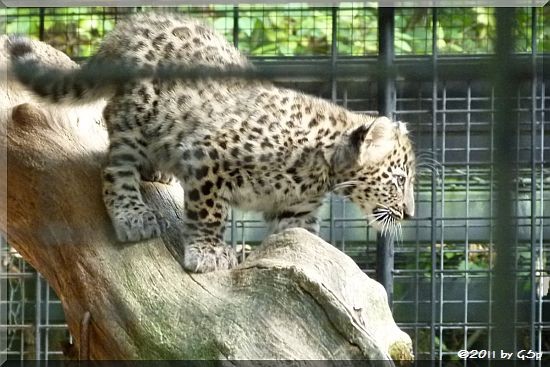 Persischer Leopard -Jungtier geb. am 3.7.11