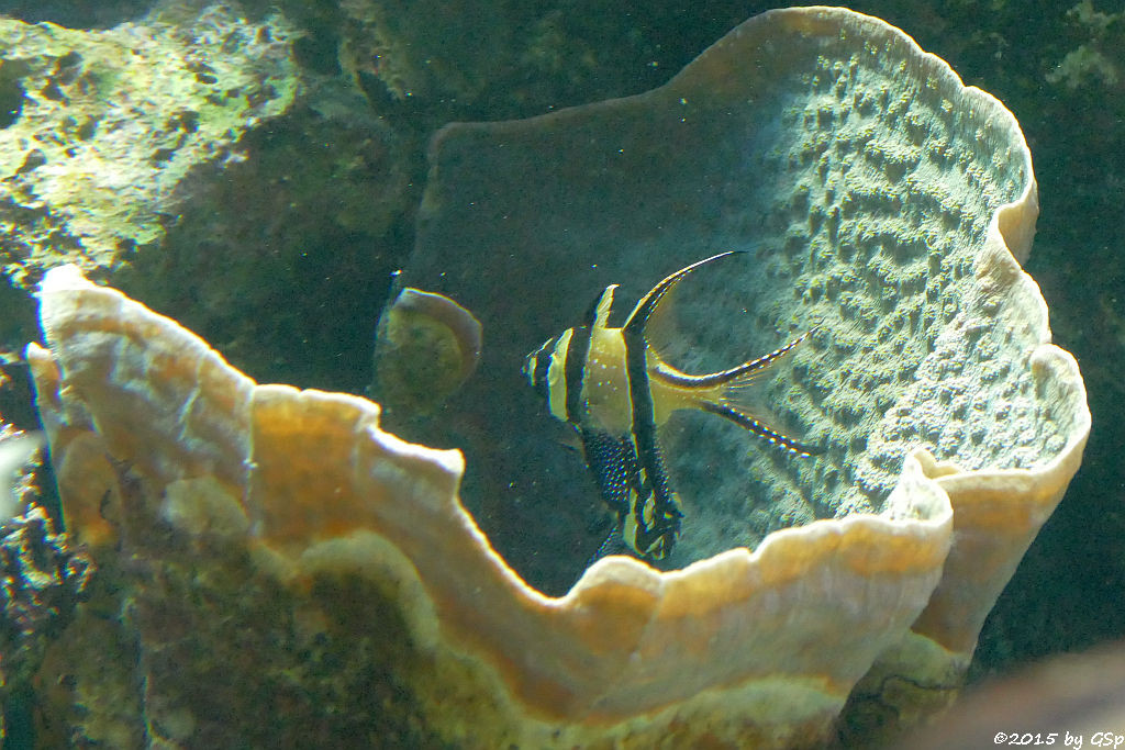 Banggai-Kardinalbarsch (Molukken-Kardinalfisch, Zebra-Kardinalbarsch)