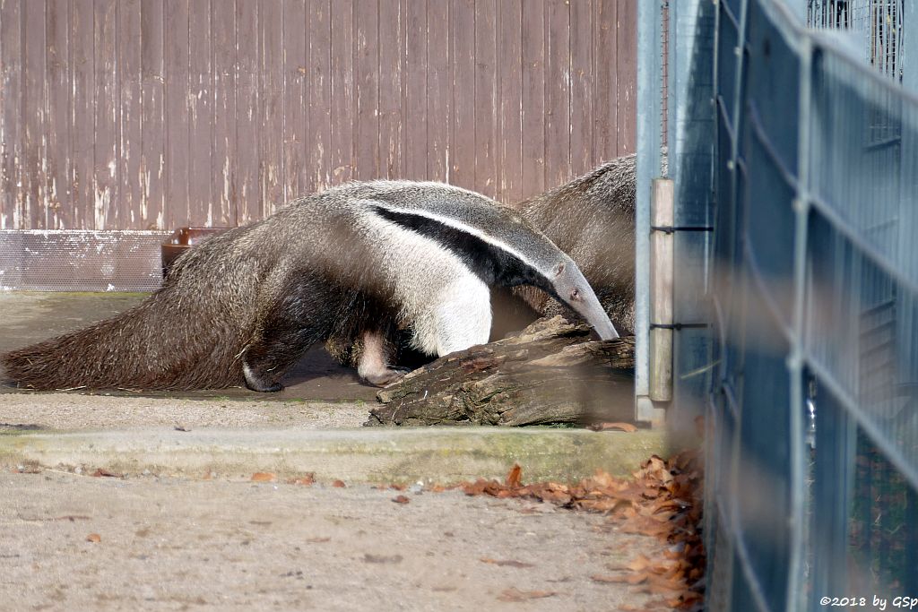 Großer Ameisenbär