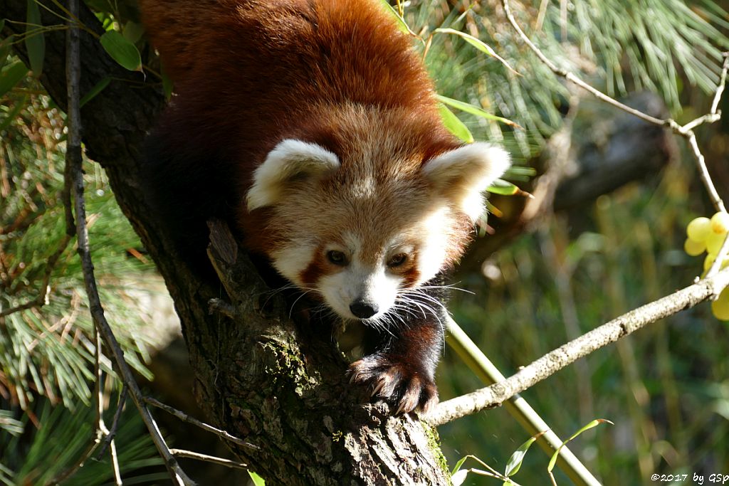 Westlicher Kleiner Panda (Westlicher Katzenbär, Nepalesischer Roter Panda)