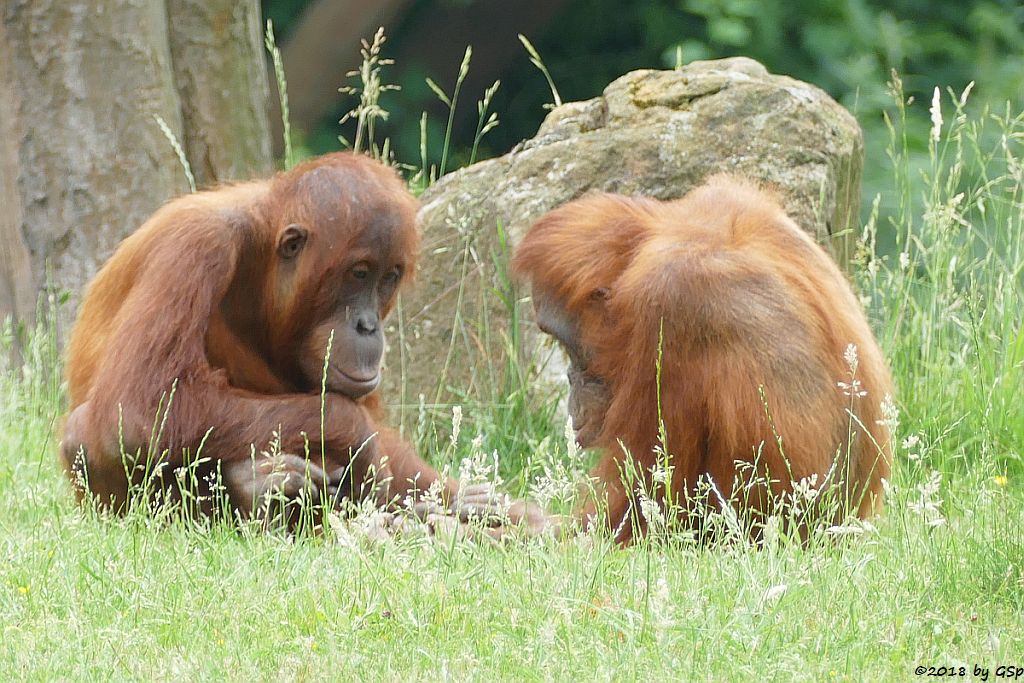 Sumatra-Orang-Utan