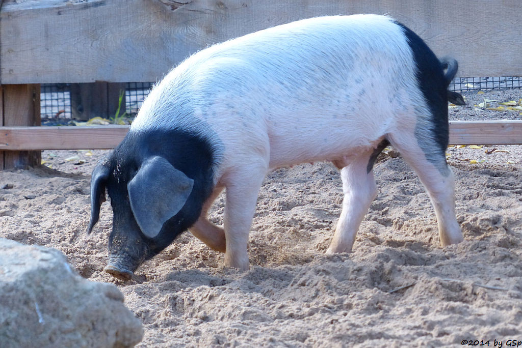 Schwäbisch-Hällisches Schwein