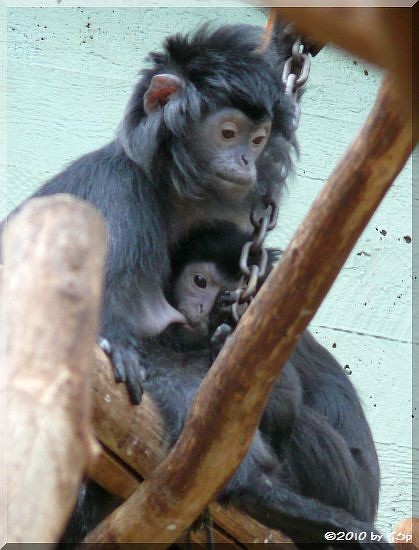 Haubenlangur (Javanischer Kappenlangur)