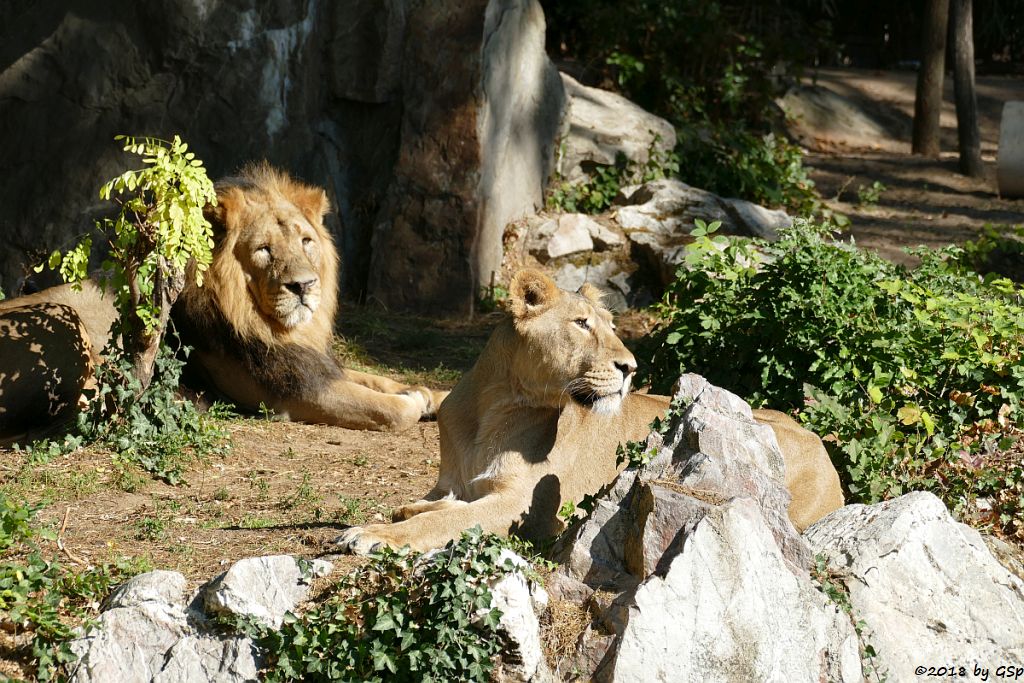 Asiatischer (Indischer) Löwe KUMAR und ZARINA