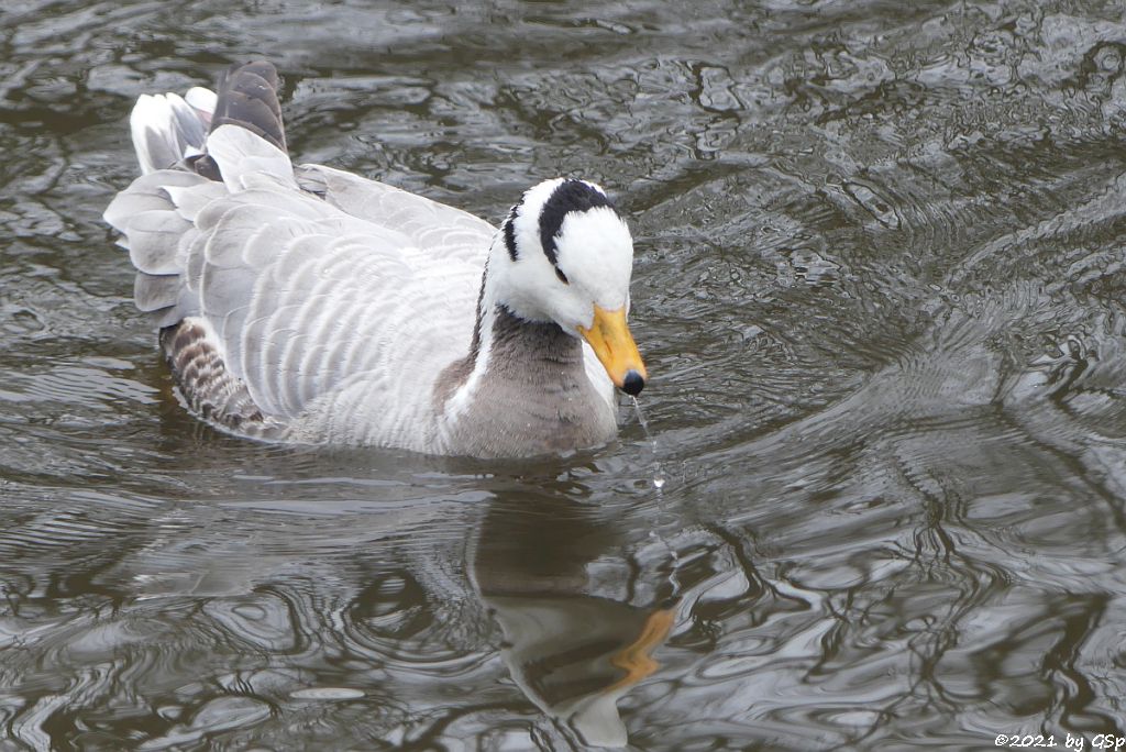 Streifengans (Indische Gans, Indische Streifengans)