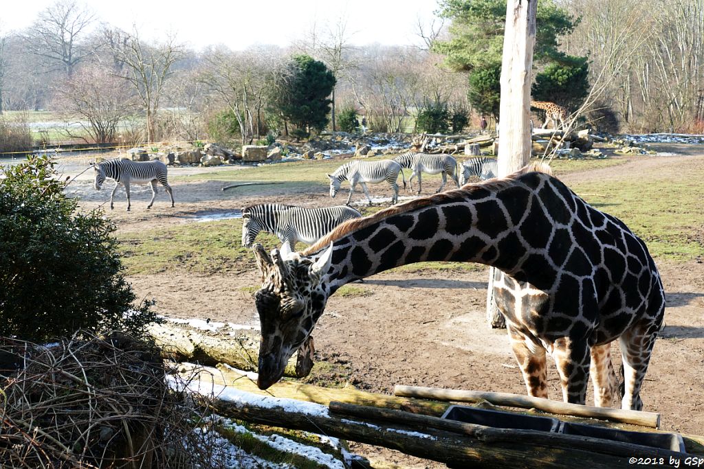 Rothschildgiraffe (Uganda-Giraffe, Baringo-Giraffe), Grévy-Zebra