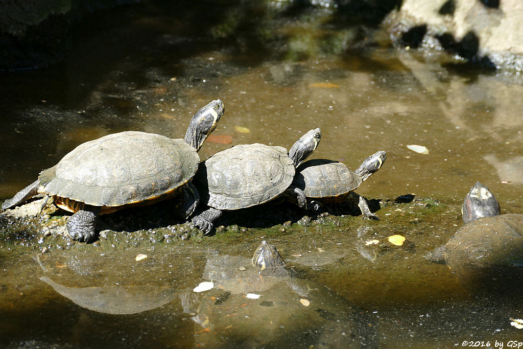 Gelbbauch-Schmuckschildkröte