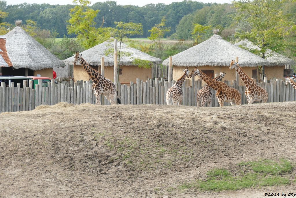 Rothschildgiraffe (Uganda-Giraffe, Baringo-Giraffe)