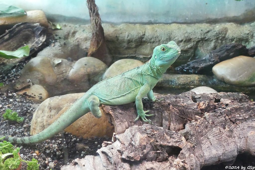 Stirnlapenbasilisk (Federbuschbasilisk)